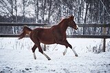 пони-класс в/х147см 2009г.р.