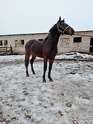 Благовест 