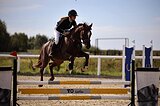 СРОЧНО ЛОШАДЬ ДЛЯ ПОБЕД