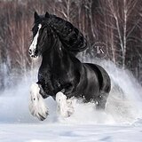 ТИНКЕР В СЕМЬЮ