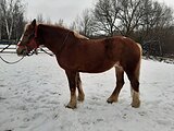 Кобыла 2018 гр, 162 вх
