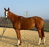 Молодая кобыла 