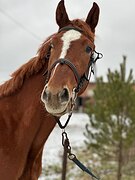 Тракененский жеребец