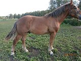 Кантор