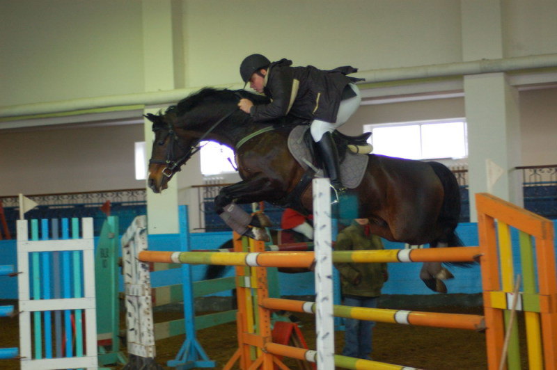одна из лучших лошадей Беларуси