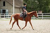 Безопасный мерин 166 вх