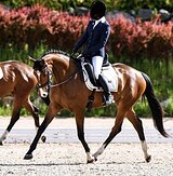 ЕЗДЫ ДЛЯ 4-ЛЕТНИХ (75,5%)