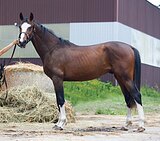 Ганновер (нем.паспорт)