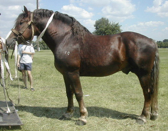 Выставка Белагро2007. Жеребец Режиссер, (Жасминовый-Реторта), СДП Авагард Могилеский район