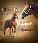 Бельгийский тяжеловоз 