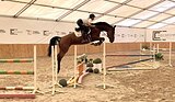 Кобыла КВПН , 0907