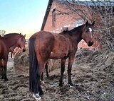 Кобыла в матки