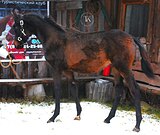 ЖЕРЕБЕЦ В ЛЮБУЮ ДИСЦИПЛИНУ