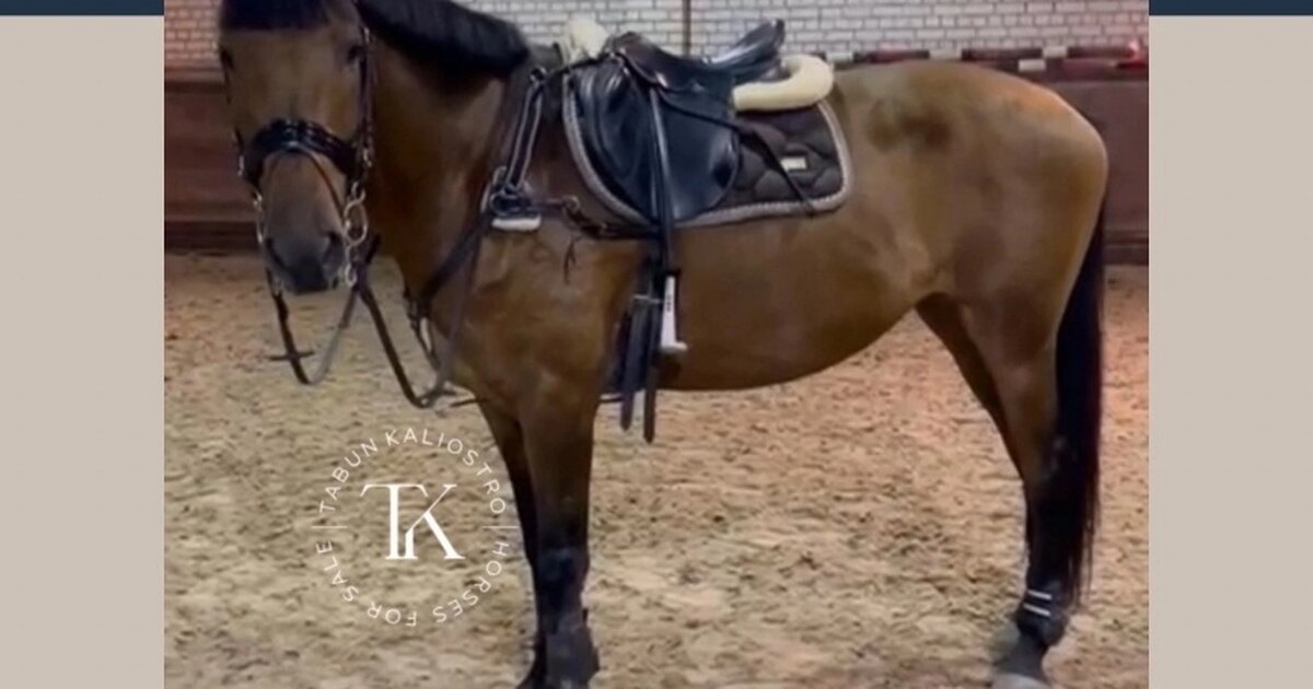 конское снаряжение. верховое снаряжение. снаряжение коня. полупопона softshell exercise platinum'20, eskadron германия. седловка лошади схема.