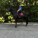 САМОВОЗ НА МАРШРУТЫ 120. ЦЕНА