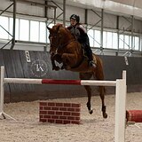 БУДЕННОВСКИЙ ЖЕРЕБЕЦ 9 ЛЕТ