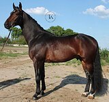 ЗВЕЗДНАЯ РОДОСЛОВНАЯ 