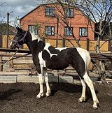 Пегий от Формана Прайса
