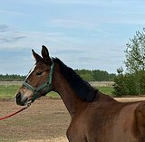 Тракененская кобылка