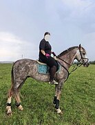 ЖЕРЕБЕЦ В КОНКУР
