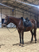 Хорошая в выездку