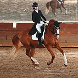 ГАННОВЕРСКИЙ МЕРИН НА СП1