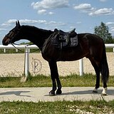 Мерин