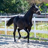 ПЕРСПЕКТИВЕН В ВЫЕЗДКУ