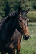 Качественная лошадь!