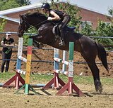 КОБЫЛА В КОНКУР/ХОББИ