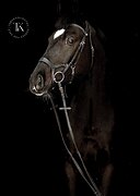 ГАННОВЕРСКИЙ МЕРИН