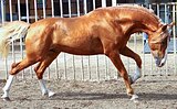 ШИКАРНЫЙ ИСПАНЕЦ