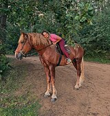 Русский тяжеловоз 170 вх, 2017 