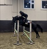 Мерин 153 вх, 2018 гр