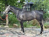 Кобыла в конкур 