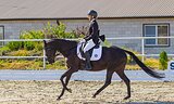 Кобыла 2016 гр, 158 вх