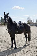 Перспективен в выездку