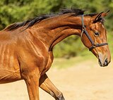 ПЕРСПЕКТИВЕН В ВЫЕЗДКУ