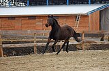 Полукровная кобыла 