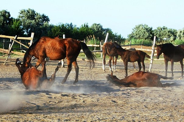 х. Рогожкино 2009г