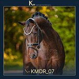 3-летний жеребец в выездку