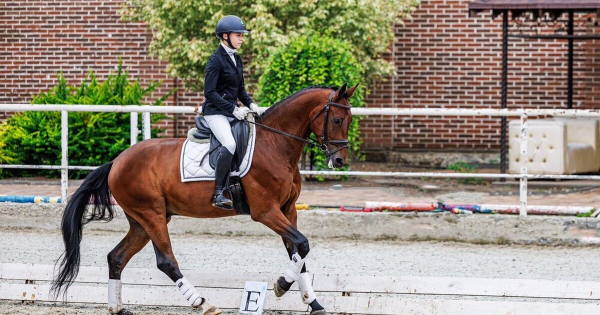 Выездка конный спорт шенкель. Конный спорт элементы. Конный спорт элементы. Элемент выездки пиаффе. Боковые сгибания лошади.