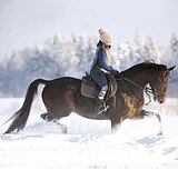 ВЫСОКИЙ МЕРИН В КОНКУР