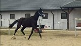 МОЛОДОЙ ЖЕРЕБЕЦ • ПОСТАВЛЕ