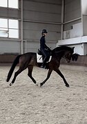 В Большую выездку