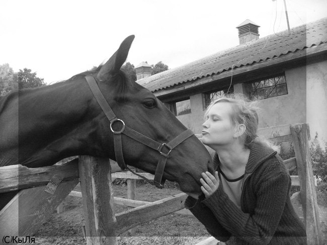 Голштинец и Алиса,КСК Гармония,лошадь принадлежит ЧВ