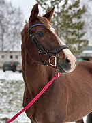 Тракененский мерин