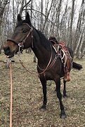 КОБЫЛА В ХОББИ • ИДЕАЛЬНА В