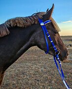 Игреневая кобыла