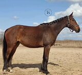 ГОЛШТИНСКАЯ КОБЫЛА 5 ЛЕТ